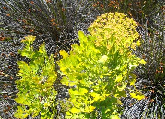 Notobubon galbanum