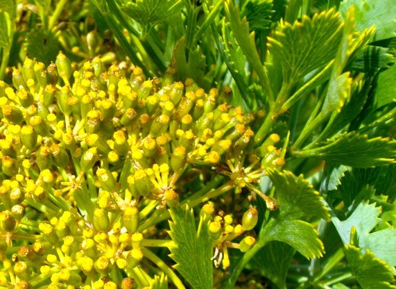 Notobubon galbanum small flowers