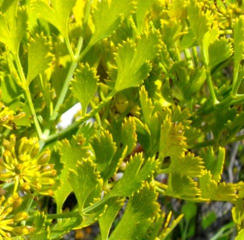 Notobubon galbanum leaves