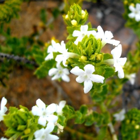 Oftia africana