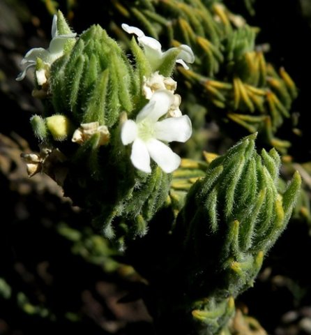 Oftia revoluta