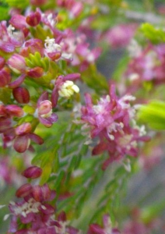 Passerina obtusifolia, a gonna or gonnabos