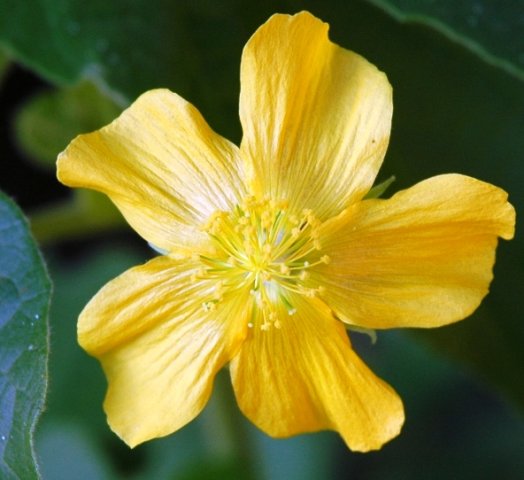 Pavonia burchellii flower, maybe