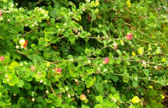Pavonia praemorsa