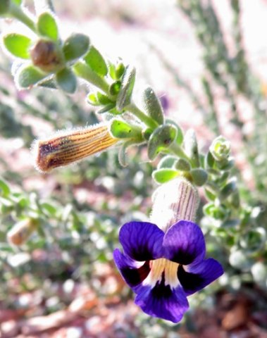 Peliostomum virgatum flower