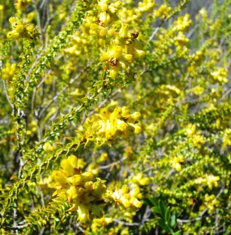 Penaea mucronata