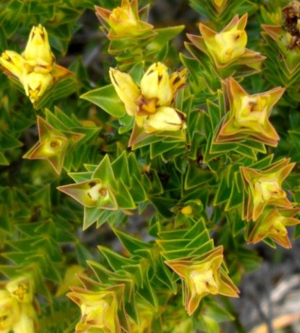 Penaea mucronata leaf patterns