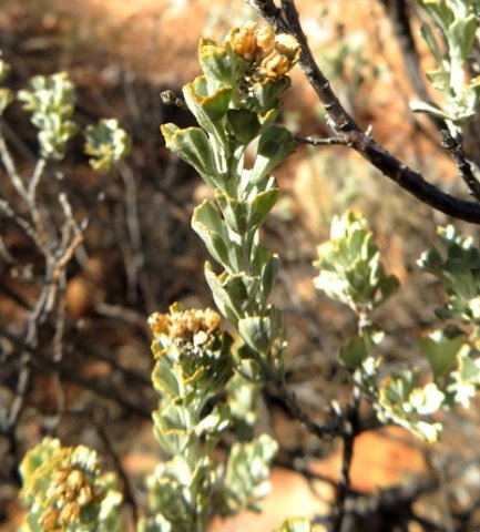 Pentzia dentata stems