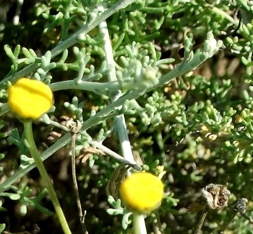 Pentzia incana flowerheads