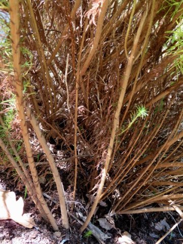Phymaspermum acerosum lower stems