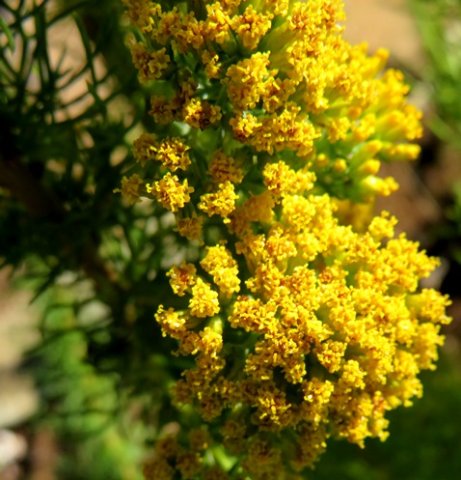 Phymaspermum