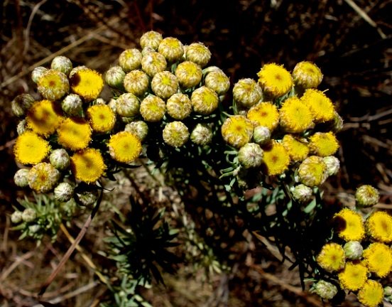 Phymaspermum athanasioides