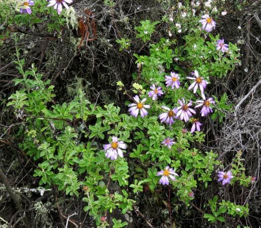 Printzia polifolia