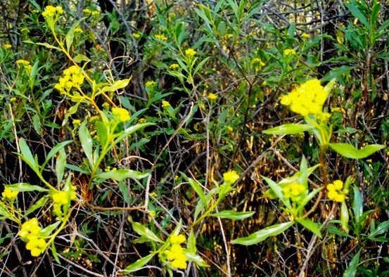 Psiadia punctulata