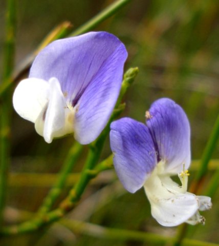 Psoralea aphylla flowers