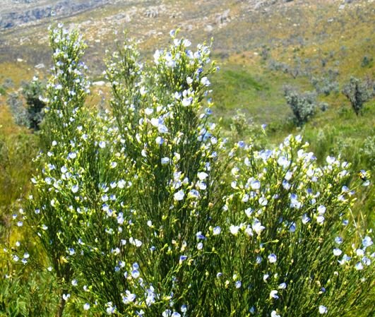 Psoralea aphylla