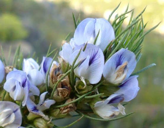 Psoralea sordida flower