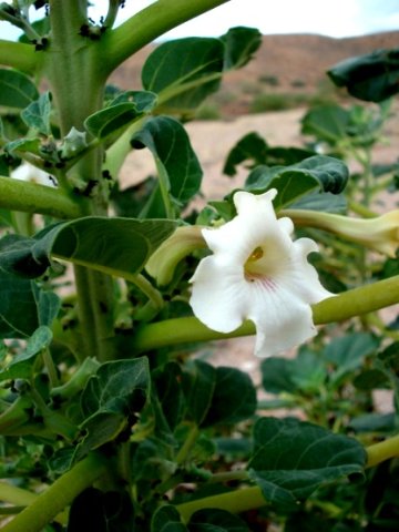 Rogeria longiflora, the desert foxglove 