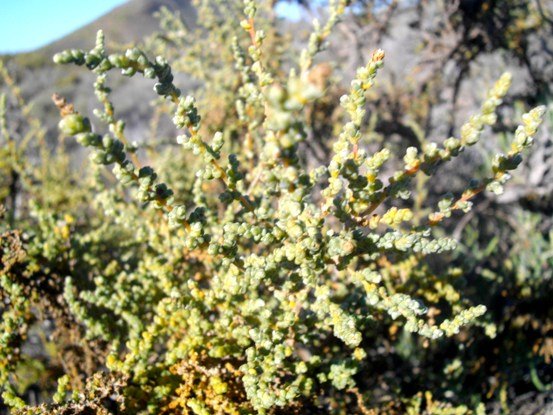 Salsola aphylla, leaves or no leaves