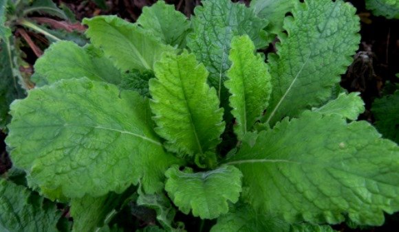 Scabiosa africana leaves