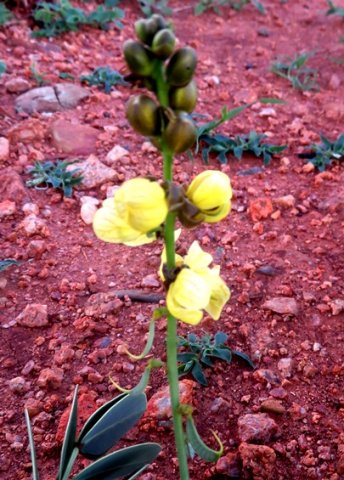 Senna italica flowers and buds