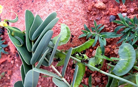 Senna italica fruits and ants