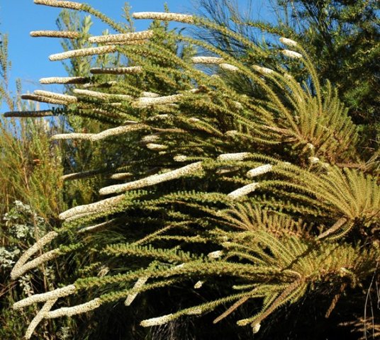 Stoebe alopecuroides