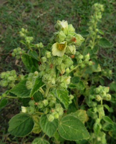 Sida cordifolia subsp. cordifolia flowers