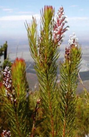 Spatalla parilis