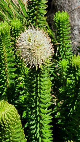 Stilbe vestita flowers