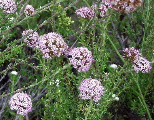 Stoebe capitata flowering
