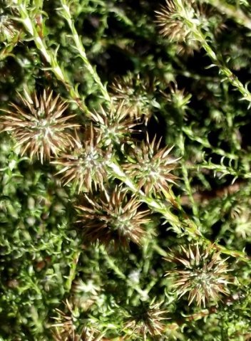 Stoebe incana flowerheads