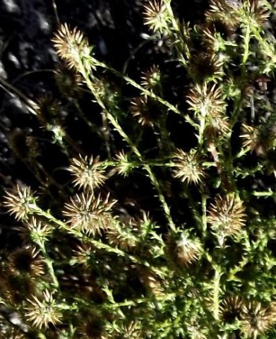 Stoebe incana