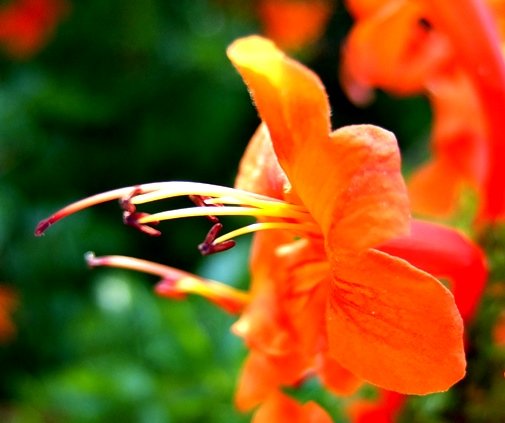 Tecomaria capensis flower