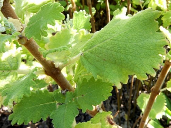 Tetradenia riparia leaves