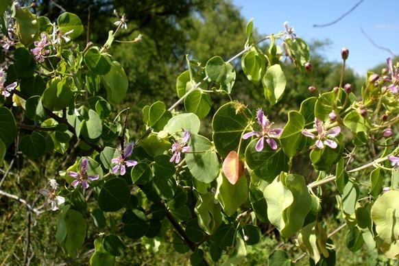 Triaspis glaucophylla fruit