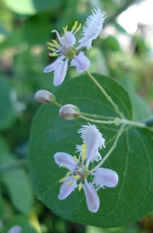 Triaspis glaucophylla