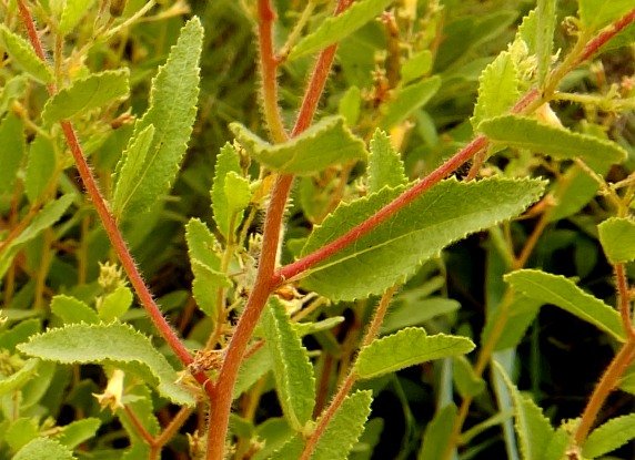 Triumfetta sonderi leaves