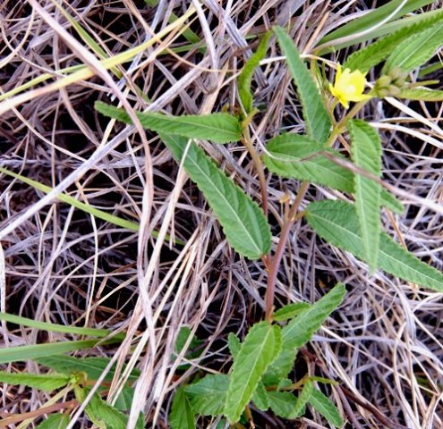 Waltheria indica 