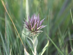 Macledium zeyheri