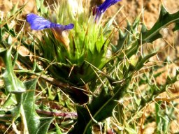 Acanthopsis villosa flower spike