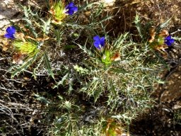 Acanthopsis villosa