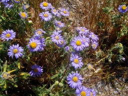 Amellus asteroides
