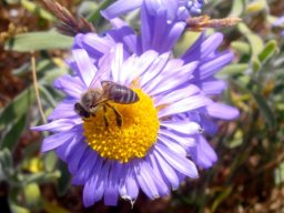 Amellus asteroides flowerhead with honey-coloured disc
