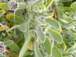 Amellus asteroides leaves