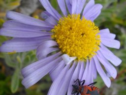 Amellus asteroides and the Unknown Pollinator