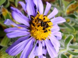 Amellus asteroides invaded!