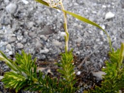 Anaxeton asperum subsp. asperum inflorescence