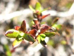 Anthospermum spathulatum leaves
