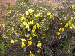 Argyrolobium argenteum